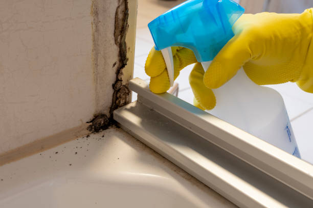 Why You Should Choose Our Mold Remediation Services in Stagecoach, NV